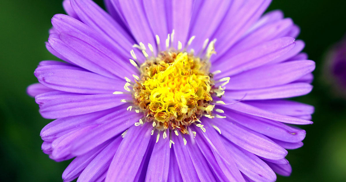 Welcome to Essential News | Aroma Crystal Therapy Blog