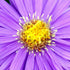 Welcome to Essential News | Aroma Crystal Therapy Blog